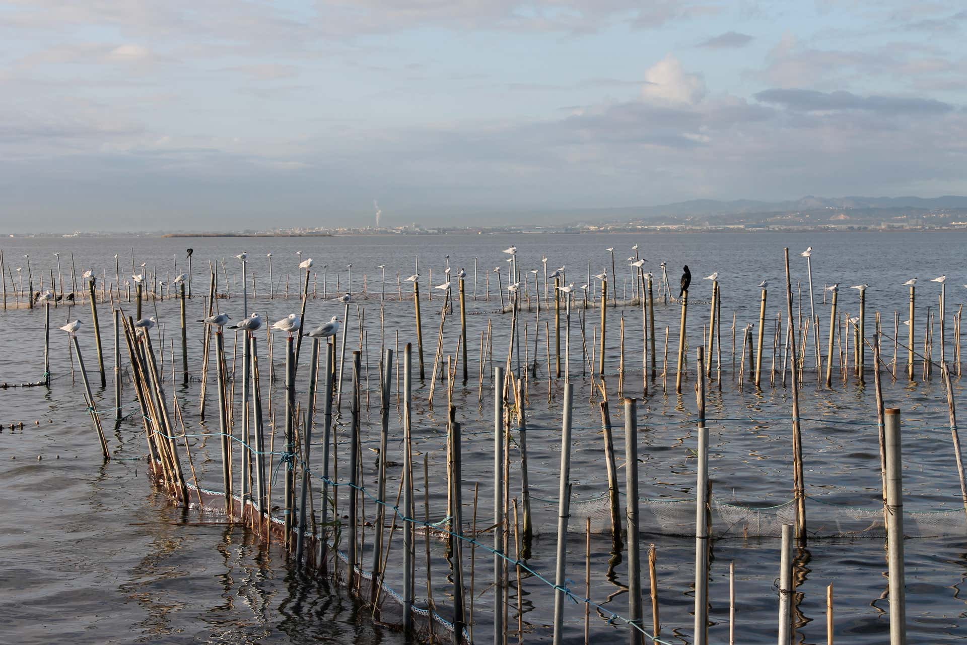 Boat Tours Albufera de València