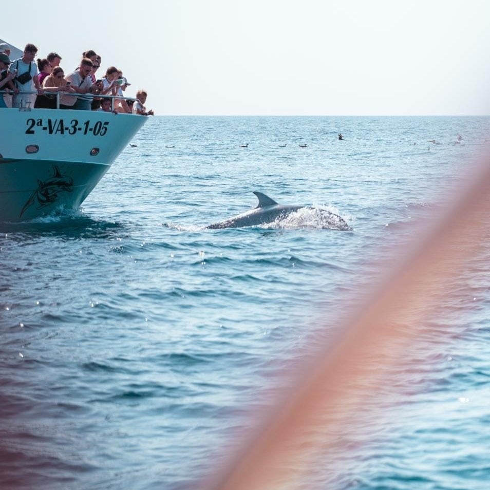 Excursi n En Catamar n Con Avistamiento De Delfines En Fuengirola excursi-n-en-catamar-n-con-avistamiento-de-delfines-en-fuengirola