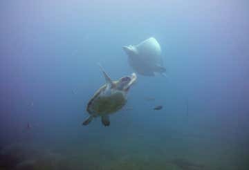 Bautismo de buceo desde la playa en Los Cristianos en Tenerife