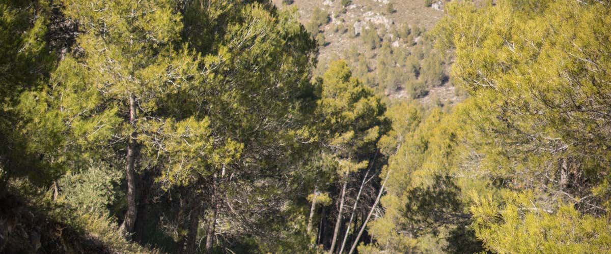 Paseo a caballo y cena para dos en Colomera, Granada