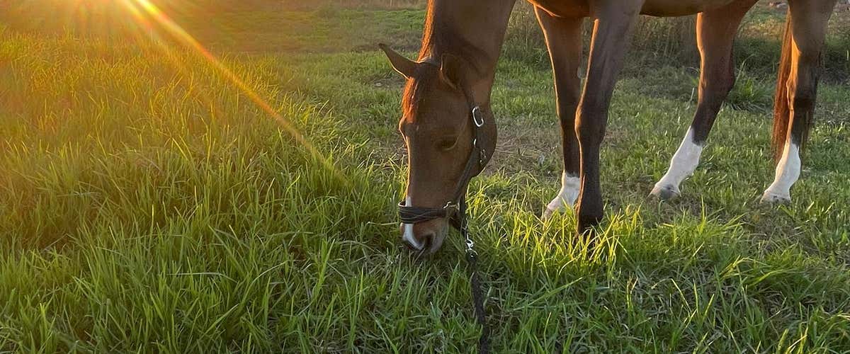Paseo a caballo en los campos de Liria