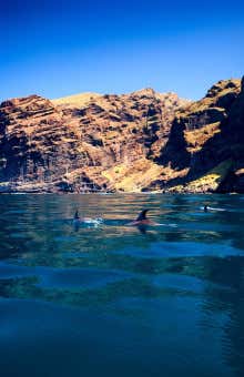 Paseos en barco en Los Gigantes