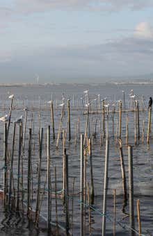 Paseos en barco en Albufera de València