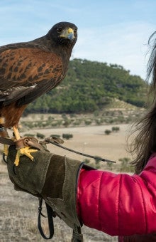 Falconry Experience in Madrid