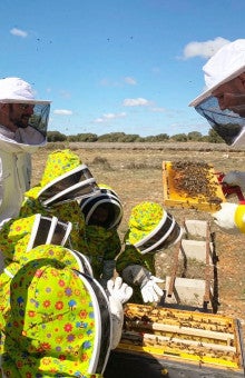 Apicultura en Valladolid
