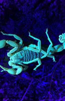 Astroturismo en Madrid