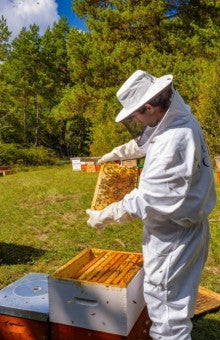 Apicultura en Barcelona