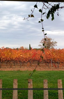 Food and wine tasting in Ribera del Duero