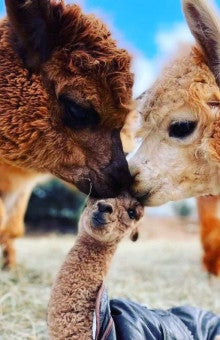 Paseos con alpacas en Ibiza