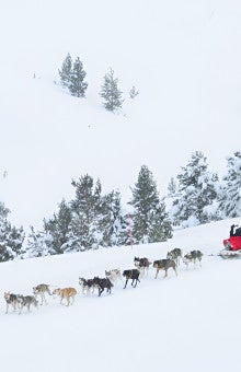 Mushing in Baqueira Beret